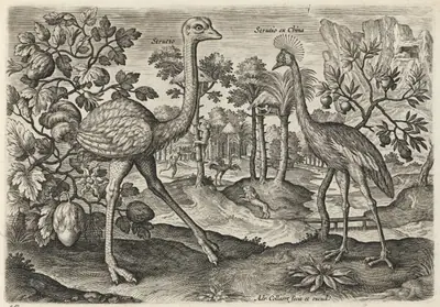 Ostrich and Crowned Crane