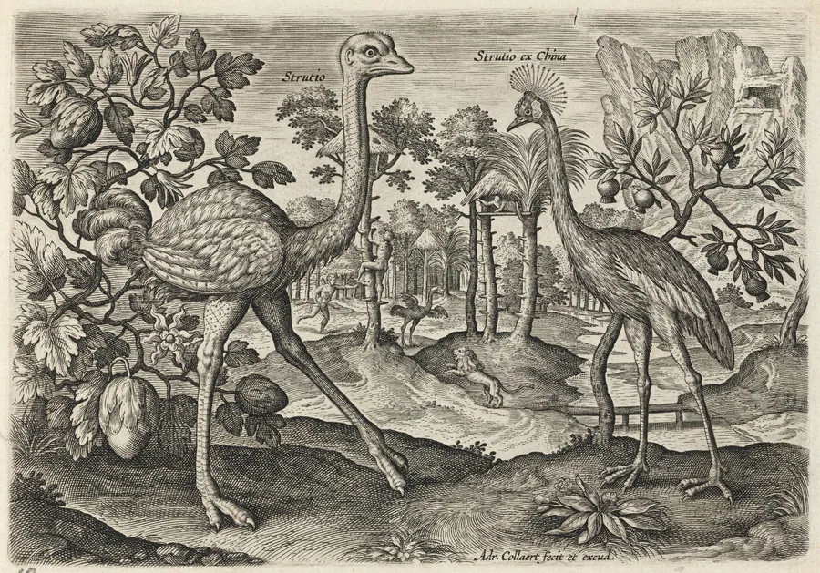 Ostrich and Crowned Crane by Adriaen Collaert