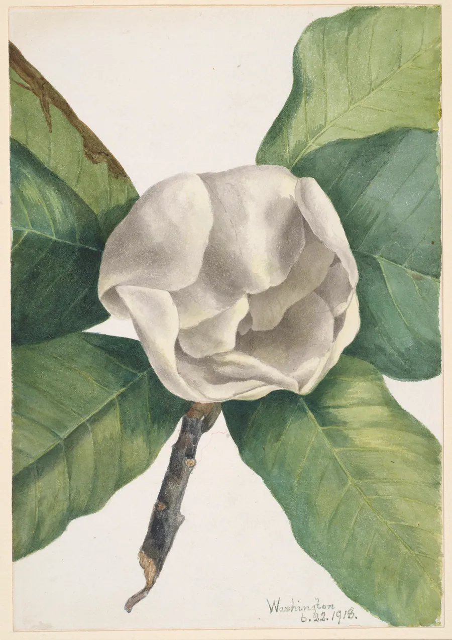 Southern Magnolia (Magnolia grandiflora) by Mary Vaux Walcott, born Philadelphia, PA 1860-died St. Andrews, New Brunswick, Canada 1940
