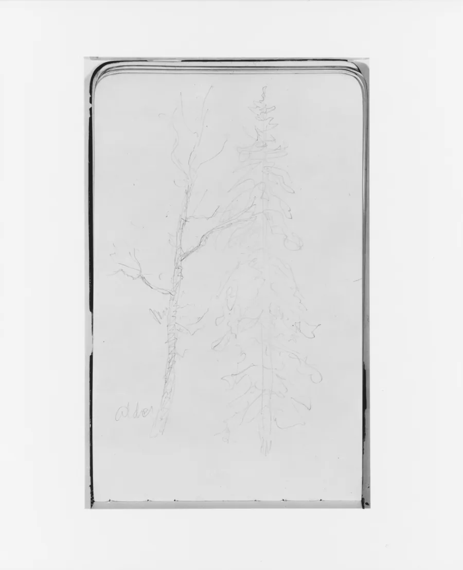 Alder and Evergreen (from Sketchbook) by Albert Bierstadt