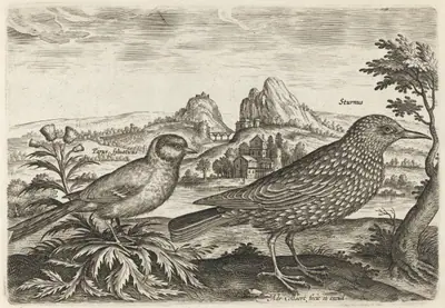 Great Tit and Starling