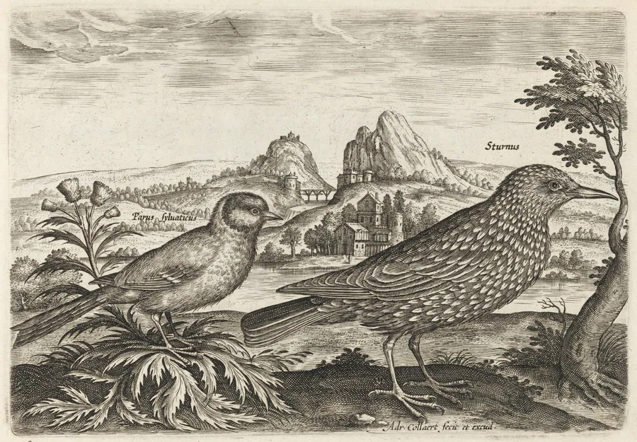 Great Tit and Starling by Adriaen Collaert