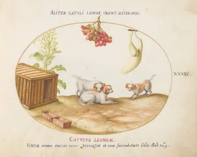 Plate 39: Three Puppies with a Crate and a Bunch of Grapes