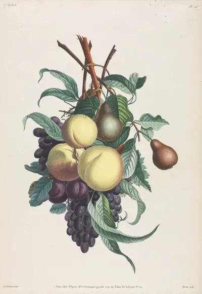 Collection des fleurs et des fruits:  Branches de rousselet, pêche, prune et raisin