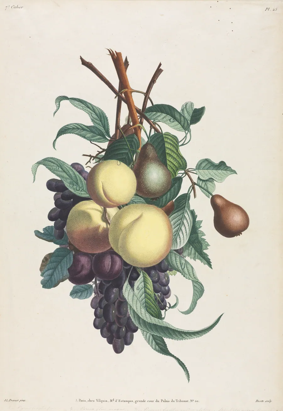Collection des fleurs et des fruits:  Branches de rousselet, pêche, prune et raisin by Jean Louis Prévost