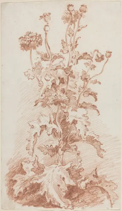 Poppies with Seed Pods