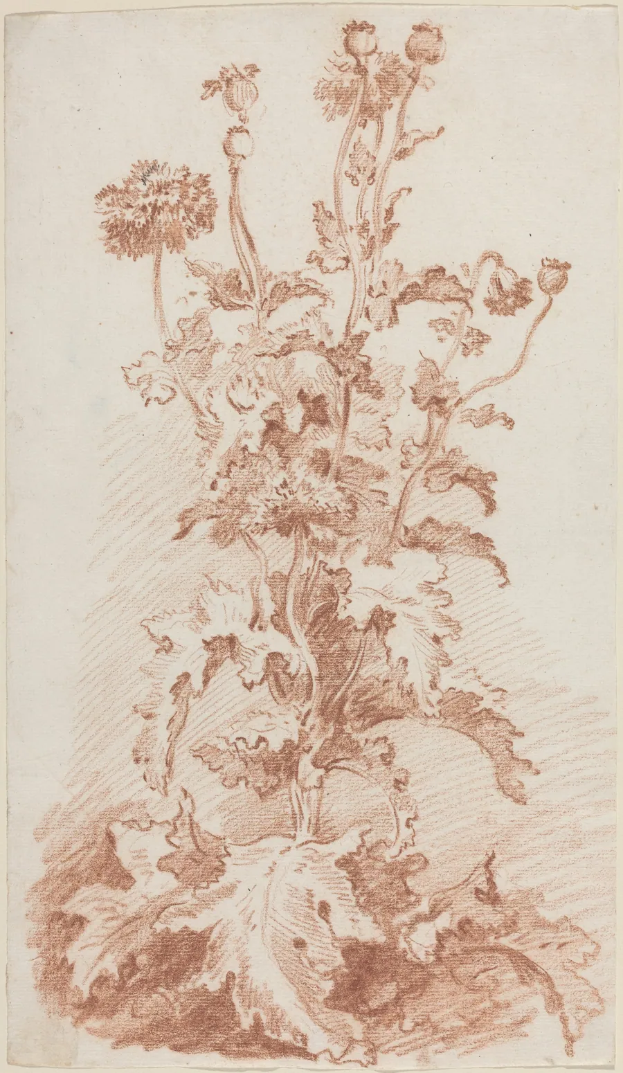 Poppies with Seed Pods by Jean-Baptiste Hüet