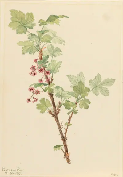 Prickly Currant (Ribes lacustre)