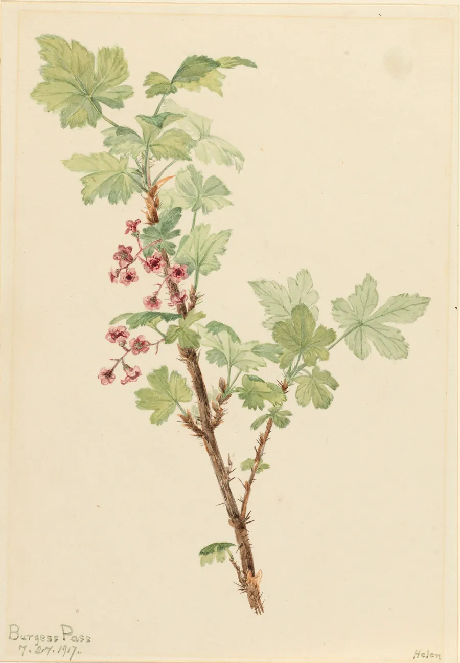 Prickly Currant (Ribes lacustre) by Mary Vaux Walcott, born Philadelphia, PA 1860-died St. Andrews, New Brunswick, Canada 1940
