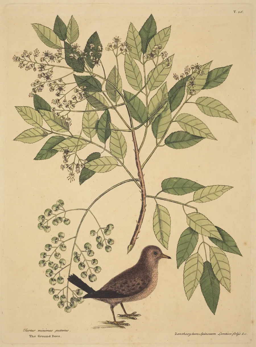 The Ground Dove (Columba passerina) by Mark Catesby