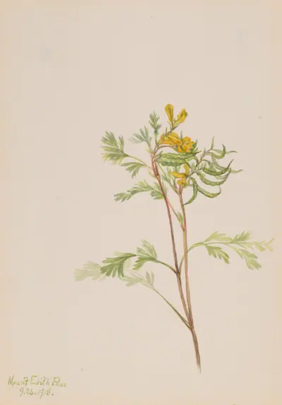 Capnoides aureum