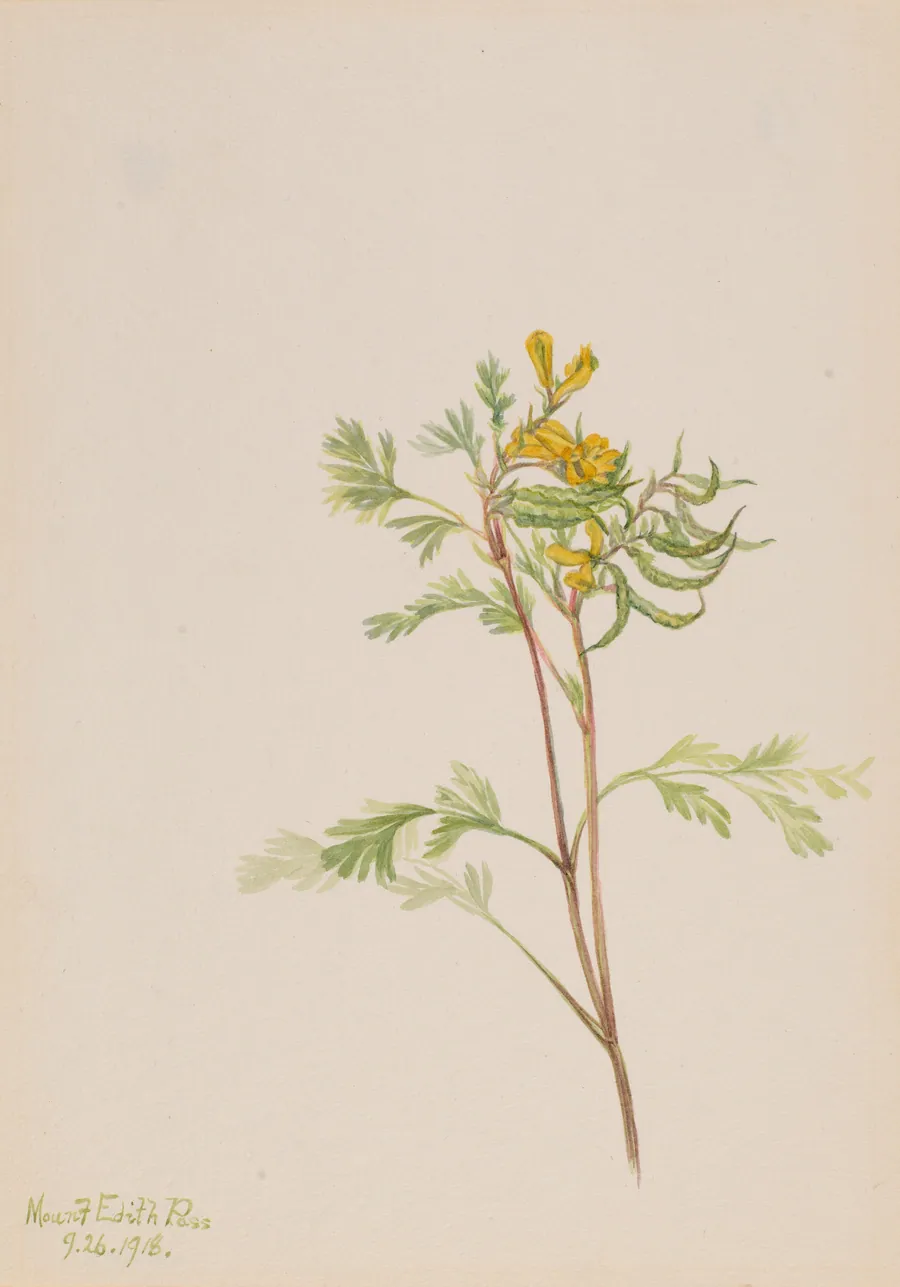 Capnoides aureum by Mary Vaux Walcott, born Philadelphia, PA 1860-died St. Andrews, New Brunswick, Canada 1940