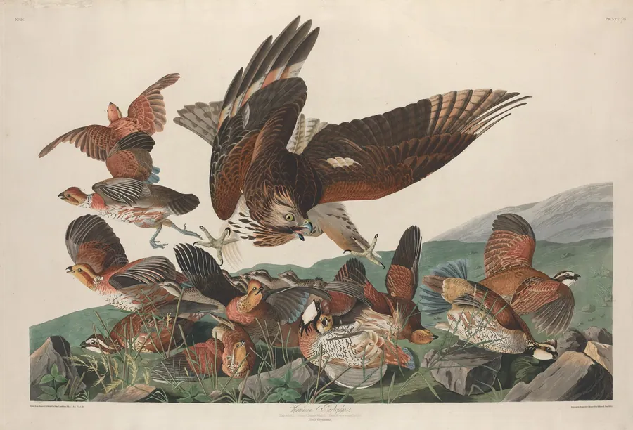 Virginian Partridge by Robert Havell, Jr.