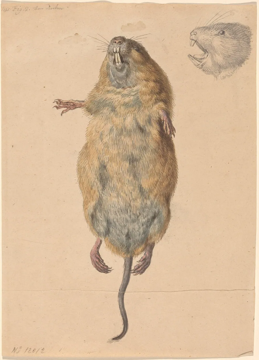 A Field Mouse, from Below by Johann Rudolph Schellenberg
