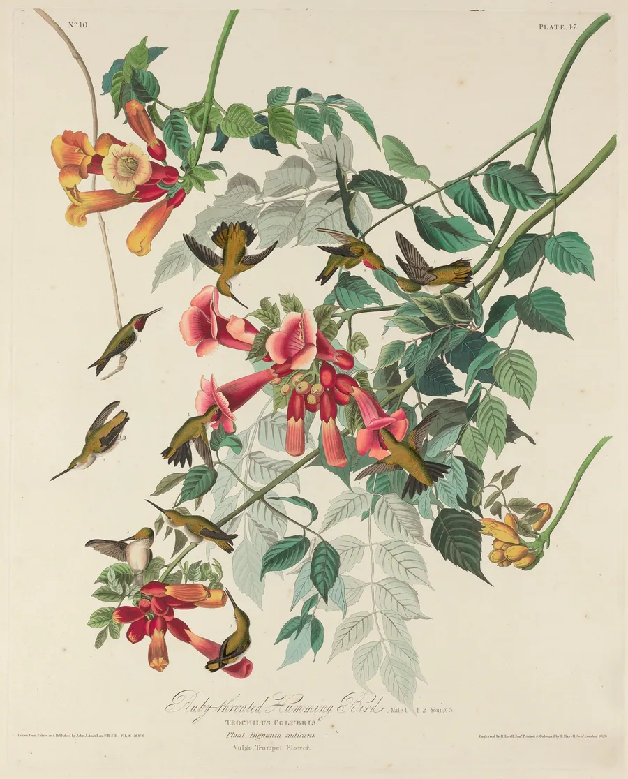 Ruby-throated Humming Bird by Robert Havell, Jr.