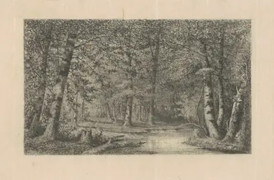 Beech Forest