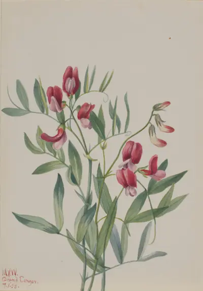 Wild Pea (Lathyrus decaphyllus)