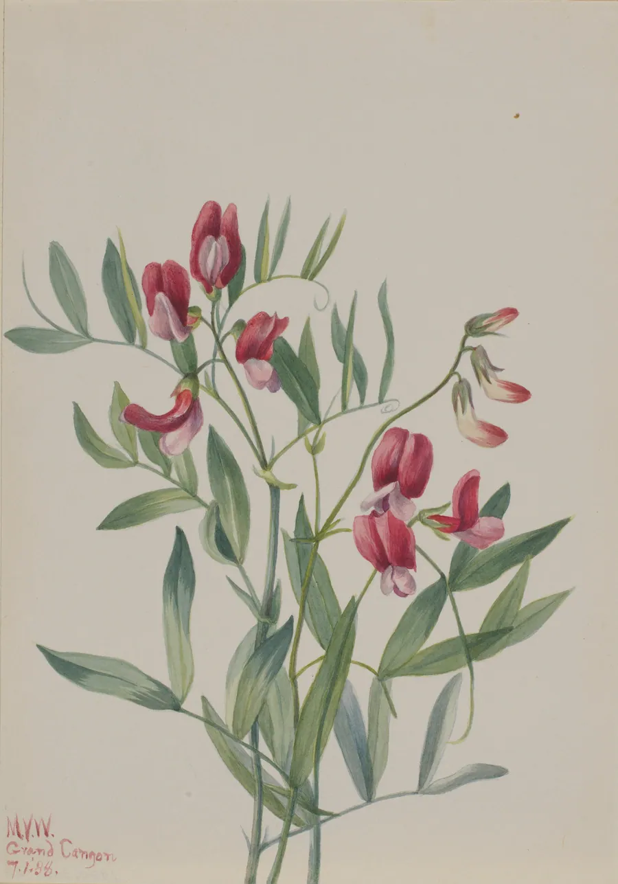 Wild Pea (Lathyrus decaphyllus) by Mary Vaux Walcott, born Philadelphia, PA 1860-died St. Andrews, New Brunswick, Canada 1940