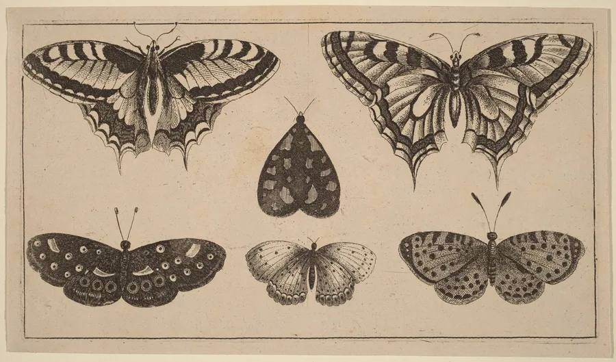 Five Butterflies and a Moth by Wenceslaus Hollar