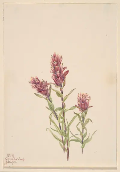 Rose Paintbrush (Castilleja pallida)