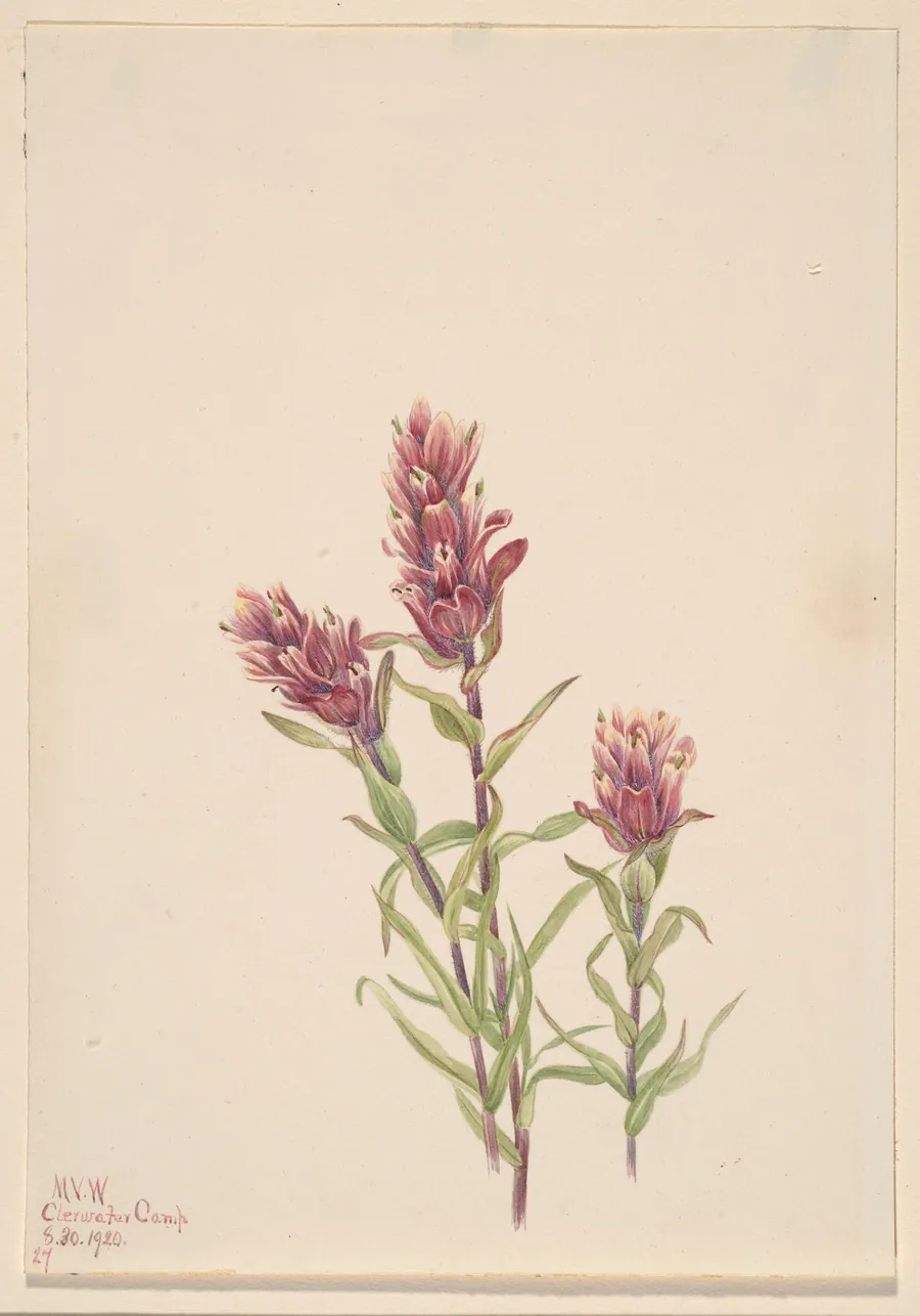 Rose Paintbrush (Castilleja pallida) by Mary Vaux Walcott, born Philadelphia, PA 1860-died St. Andrews, New Brunswick, Canada 1940