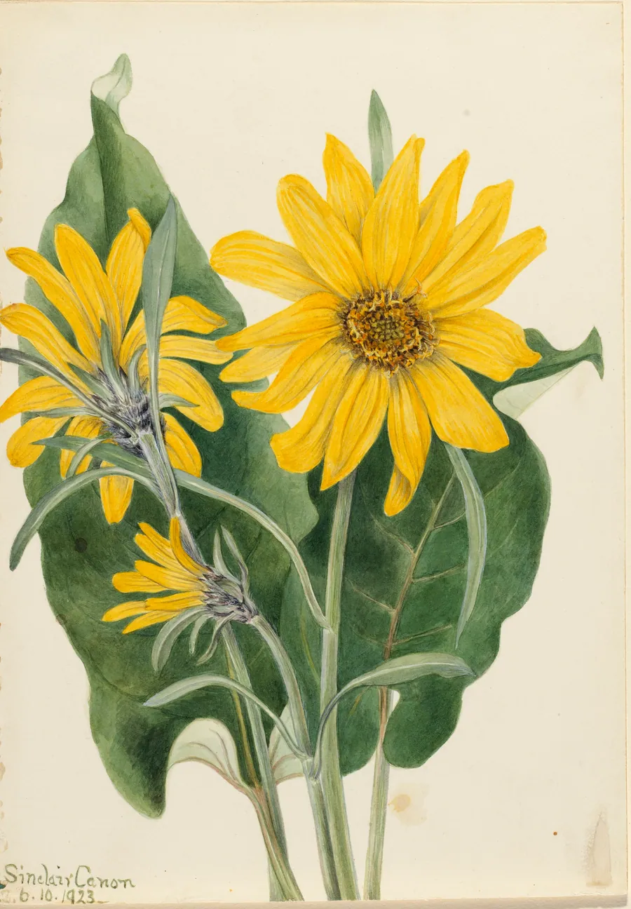 Balsamroot (Balsamorhiza sagittata) by Mary Vaux Walcott, born Philadelphia, PA 1860-died St. Andrews, New Brunswick, Canada 1940