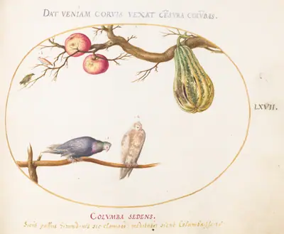 Plate 67: Two Doves beneath a Gourd and Apples