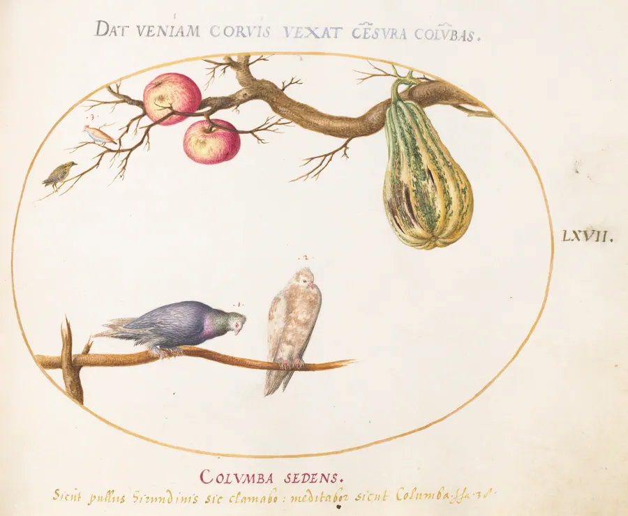 Plate 67: Two Doves beneath a Gourd and Apples by Joris Hoefnagel