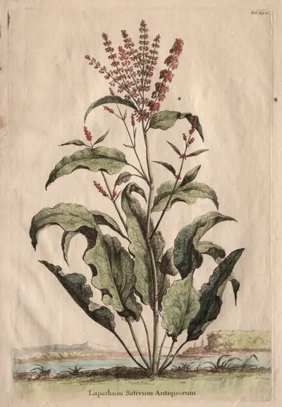 Phytographia Curiosa:  Lapathum Sativum Antiquorum