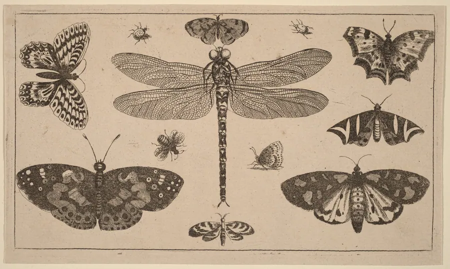Dragonfly, Ladybirds, and Butterflies by Wenceslaus Hollar