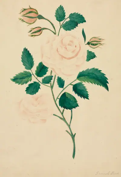 Damask Rose