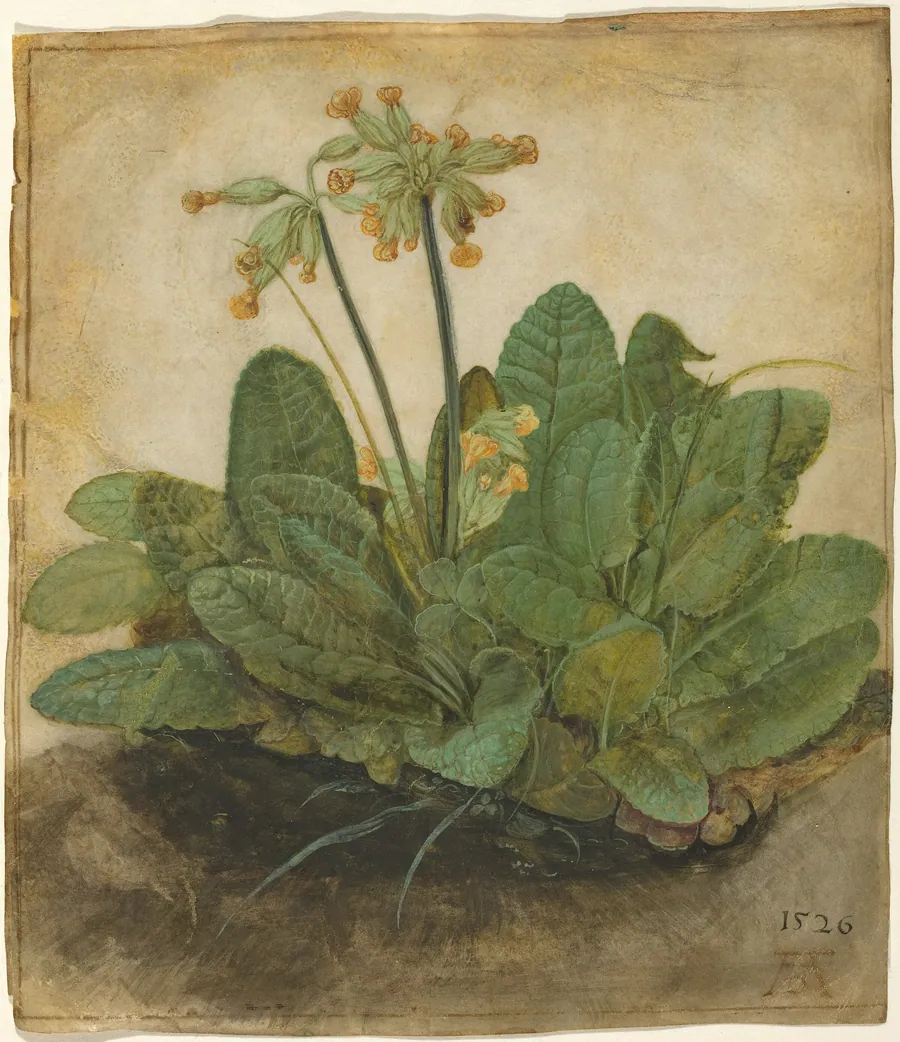 Tuft of Cowslips by Albrecht Dürer