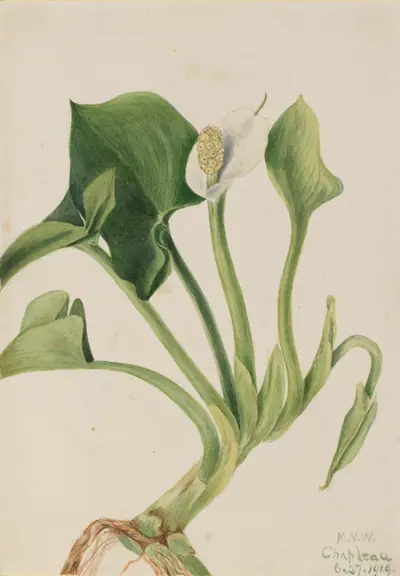 Wild Calla (Calla palustris)