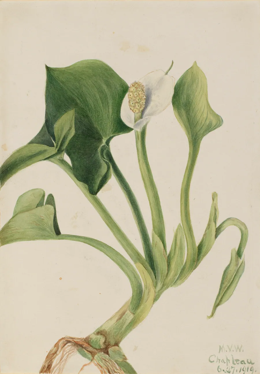 Wild Calla (Calla palustris) by Mary Vaux Walcott, born Philadelphia, PA 1860-died St. Andrews, New Brunswick, Canada 1940
