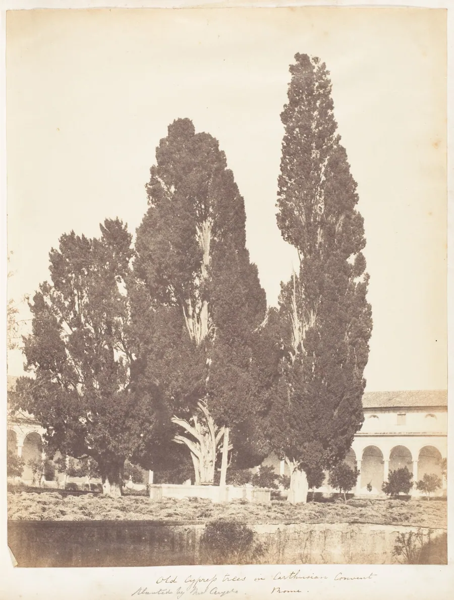 Old Cypress Trees in Carthusian Convent, Rome by Jane Martha St. John