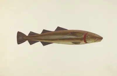 Sacred Cod