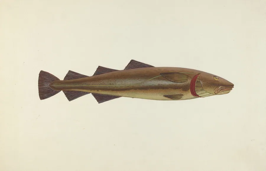 Sacred Cod by John W. Kelleher