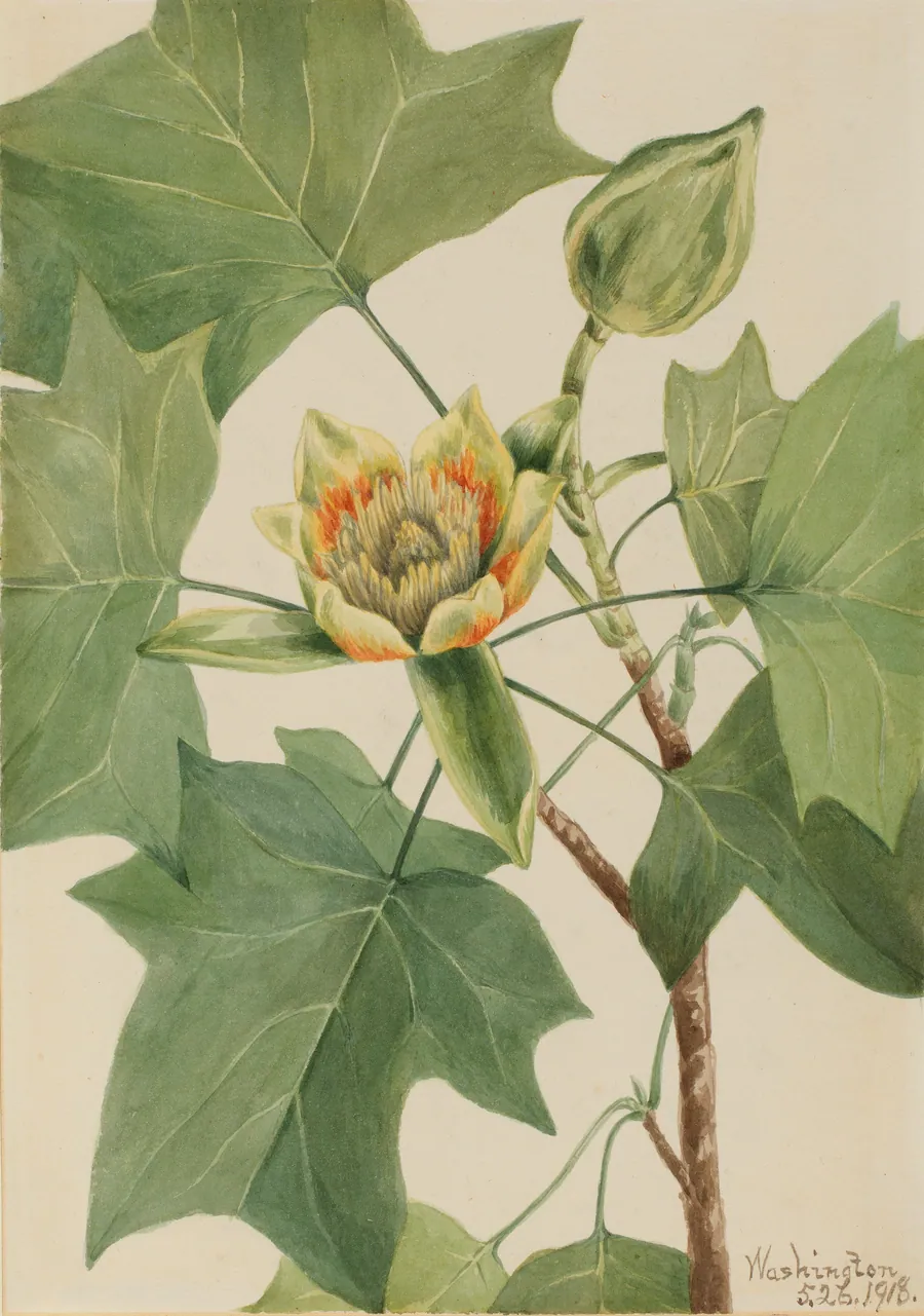 Tuliptree (Liriodendron tulipifera) by Mary Vaux Walcott, born Philadelphia, PA 1860-died St. Andrews, New Brunswick, Canada 1940