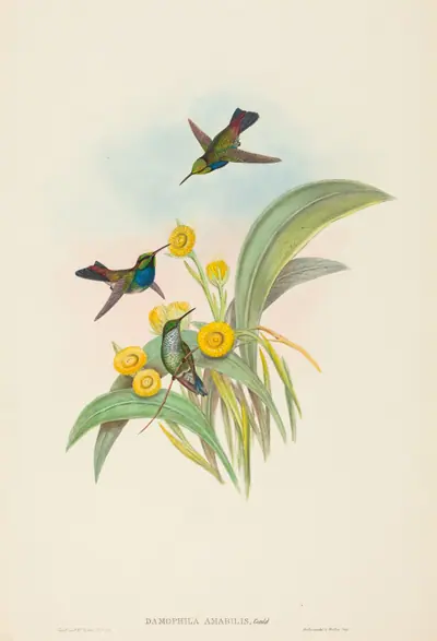 Damophila amabilis (Blue-breasted Hummingbird)