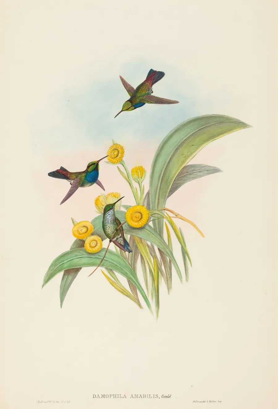 Damophila amabilis (Blue-breasted Hummingbird) by John Gould