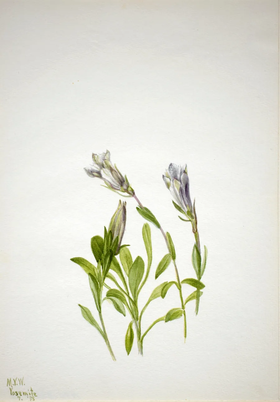 Gentian (Gentiana newberri) by Mary Vaux Walcott, born Philadelphia, PA 1860-died St. Andrews, New Brunswick, Canada 1940