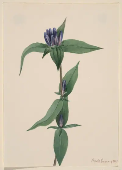 Bottle Gentian (Gentiana saponaria)