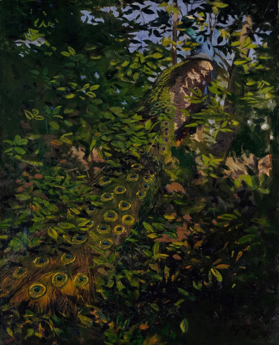 Peacock in the Woods, study for book Concealing Coloration in the Animal Kingdom by Abbott Handerson Thayer, born Boston, MA 1849-died Dublin, NH 1921