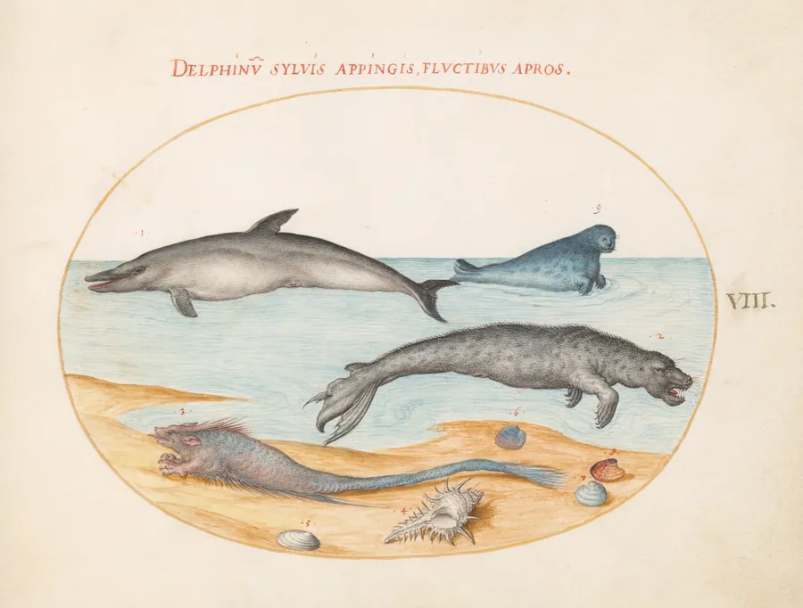 Plate 8: A Dolphin, Two Seals, a Brethmechin, and Shells by Joris Hoefnagel