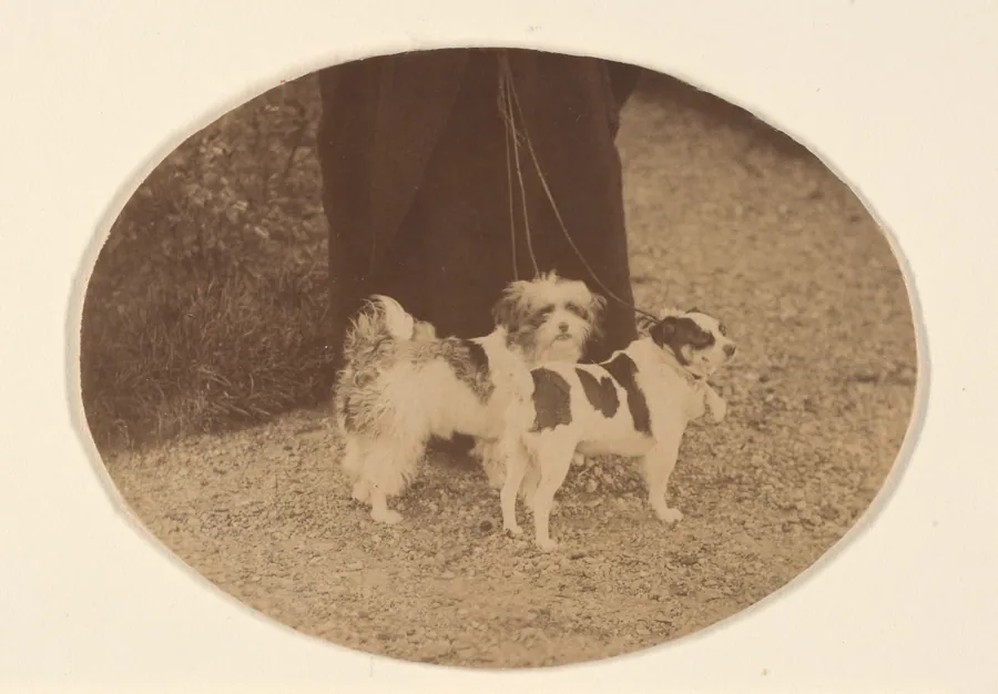 Les Chiens by Pierre-Louis Pierson