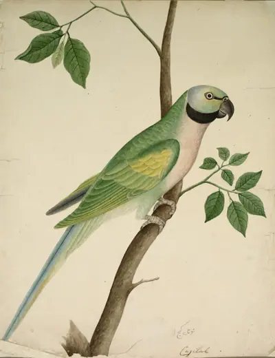 Green Parrot