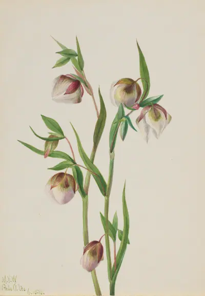 White Fairy Lantern (Calochortus albus)