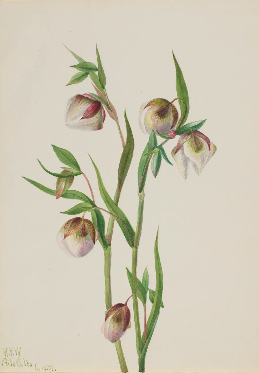 White Fairy Lantern (Calochortus albus) by Mary Vaux Walcott, born Philadelphia, PA 1860-died St. Andrews, New Brunswick, Canada 1940
