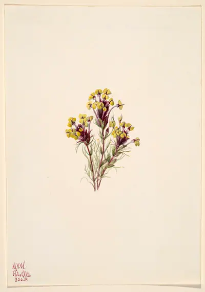 Owl's Clover (Orthocarpus erianthus)