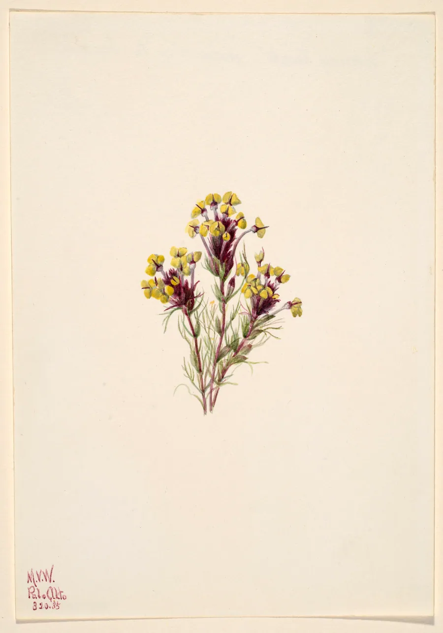 Owl's Clover (Orthocarpus erianthus) by Mary Vaux Walcott, born Philadelphia, PA 1860-died St. Andrews, New Brunswick, Canada 1940